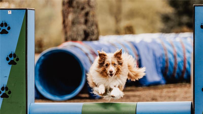 Action, Kultur und Spaß: Das bietet Goslar im Jahr 2025 Bei der Harzer Hundewoche dreht sich alles um die Vierbeiner.