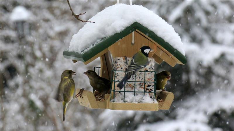 Vögel am Futterhaus 