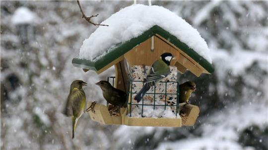 Vögel am Futterhaus 