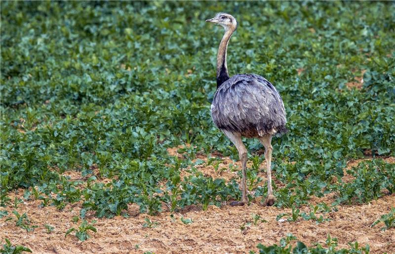 144 wilde Nandus in Deutschland gesichtet Bei der Zählung von Europas einziger wilder Nandu-Population Ende Oktober entdeckten die Helfer 144 der flugunfähigen Großvögel.