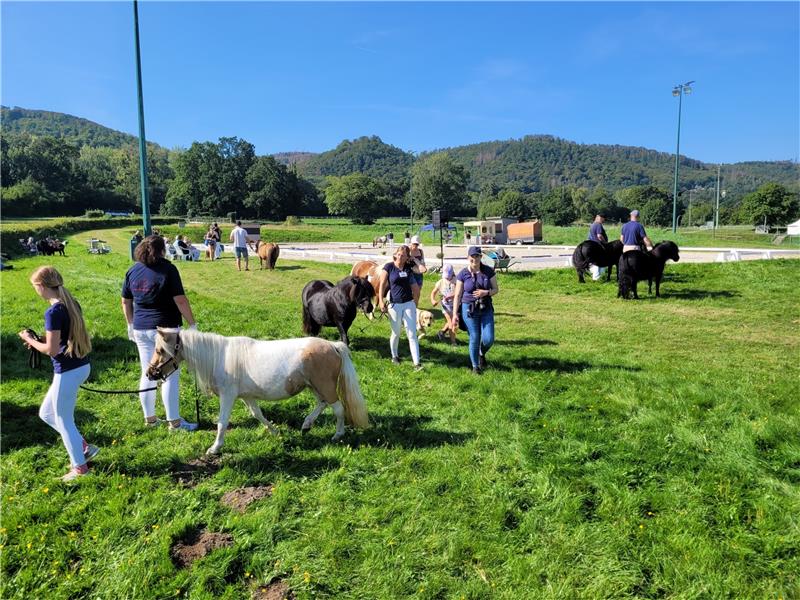 Harzburger Shetty-Festival: Wo Pferde-Träume wahr werden Bei der Zuchtschau werden Ponys unterschiedlichsten Aussehens gezeigt. Stolz führen ihre Besitzer sie zum und vom Platz. Fotos: Exner