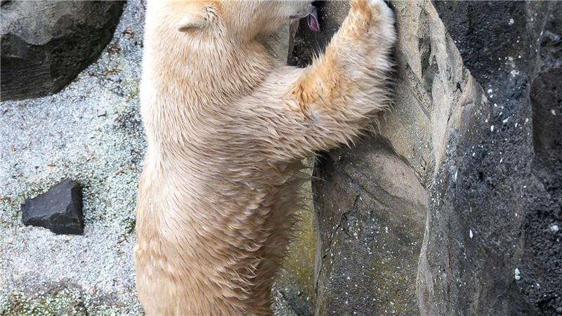 Bei der jährlichen Inventur im Zoo am Meer Bremerhaven werden die Tiere auch gemessen. (Archivbild)