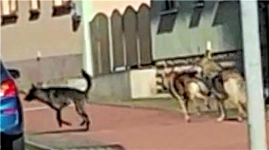 Bei diesen drei Tieren handelt es sich um Hunde, nicht um Wölfe. Ein Autofahrer filmte die Vierbeiner in Niedersachswerfen.