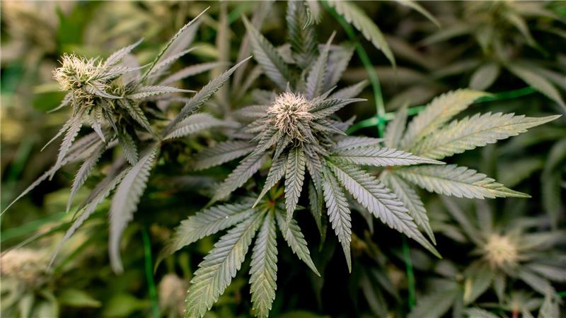 Bei einem Einsatz im Landkreis Holzminden stellte die Polizei rund 200 Cannabispflanzen sicher. (Symbolbild)