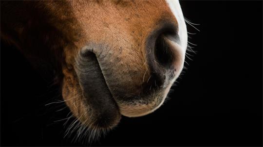Bei einem Pferd im Landkreis Northeim ist die Ansteckende Blutarmut der Einhufer festgestellt worden - das ist eine für Pferde gefährliche Krankheit. (Symbolbild)