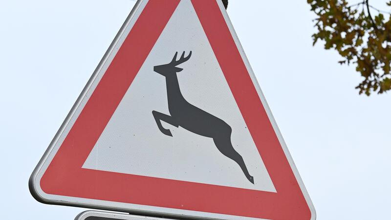 Tödlicher Motorradunfall im Oberharz Bei einem Wildunfall im Oberharz ist am Sonntag ein 60-jähriger Motorradfahrer ums Leben gekommen.