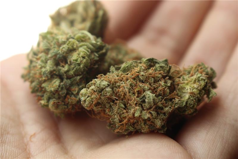 Bei einer Aufräumaktion hatten Schüler des CvD Marihuana gefunden. Symbolbild: Pixabay