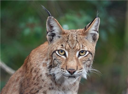 Bei einer Exkursion im Oberharzer Wald lernen Kinder am 18. März viel Wissenswertes über den Luchs. Symbolfoto: Stache/dpa