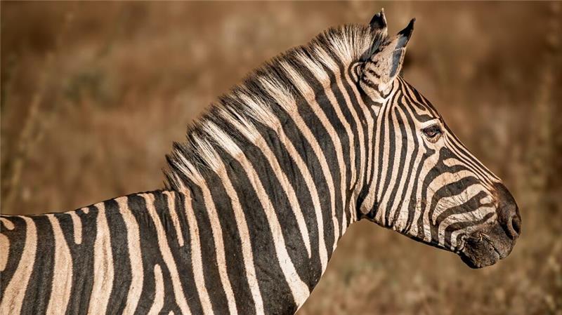 Bad Harzburgerin bringt Afrika-Fotokalender für guten Zweck heraus Bei ihrem Aufenthalt in Südafrika sind Annelie Ahäuser und ihre Kamera allen möglichen wilden Tieren begegnet.