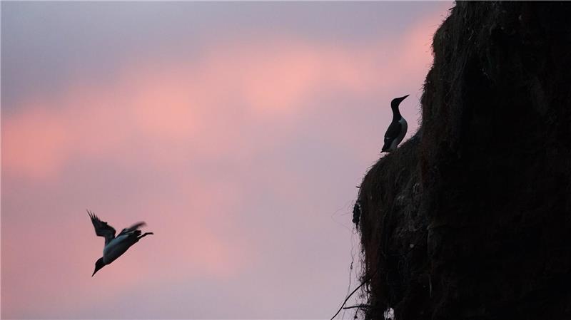 Bei ihrem Sprung in die Tiefe können die Küken noch nicht fliegen. (Archivbild)