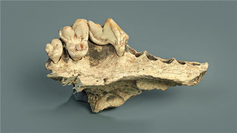 Bei manchen Überresten war bisher nicht eindeutig, ob sie von Hunden stammen. 