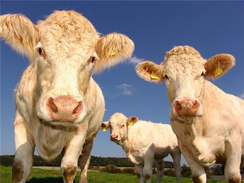 Welche Auswirkungen hat die Hitze auf die Nordharzer Landwirte? Bei zu hohen Temperaturen leiden Milchkühe unter Hitzestress, wodurch ihre Leistung sinkt.