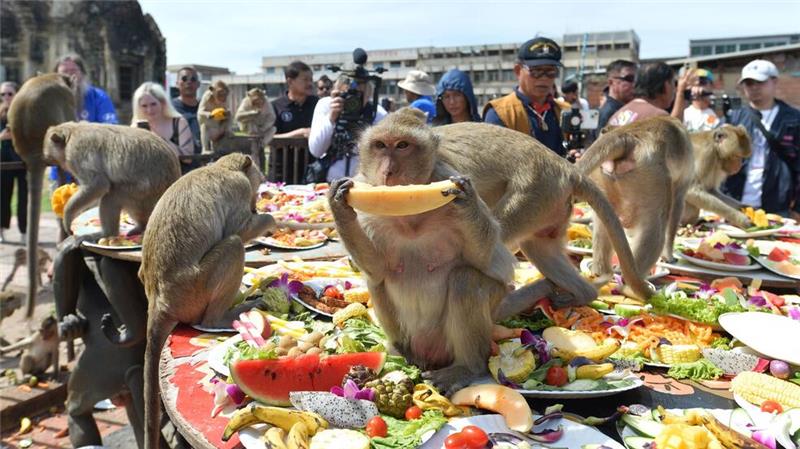 Ein Bankett als Dankeschön: Festmahl für Affen in Thailand Beim Affen-Bankett dürfen sich die Makaken einmal im Jahr die Bäuche vollschlagen.
