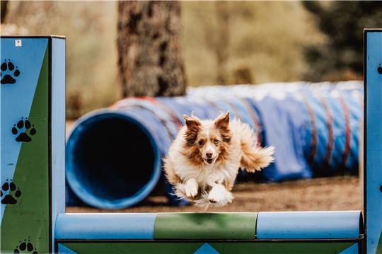 Beim Agility-Parcours ist Geschicklichkeit gefragt.  Foto: Pchaiek