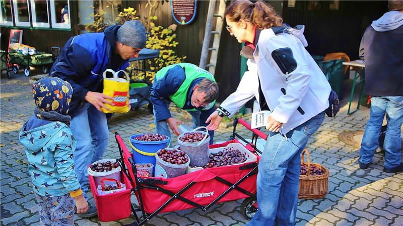 Harz: 43 Kinder sammeln 1700 Kilo Kastanien für die Wildfütterung Beim Auswiegen der vielen gesammelten Kastanien kommt der Vorsitzende des Bergstadtvereins, Andreas Schröder (Mitte), ordentlich ins Schwitzen.