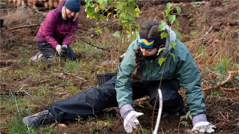 Beim Bergwaldprojekt pflanzen Freiwillige noch bis zum 9. Mai rund 10.000 Bäume auf kahlen Waldflächen bei Braunlage.