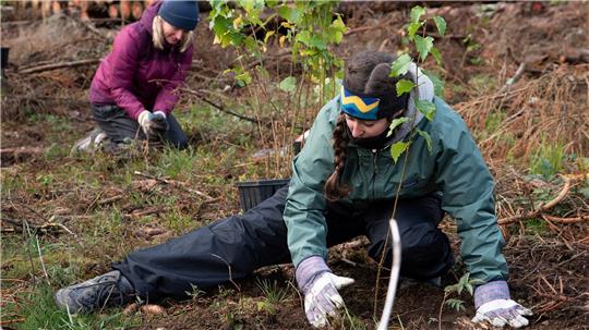 Beim Bergwaldprojekt pflanzen Freiwillige noch bis zum 9. Mai rund 10.000 Bäume auf kahlen Waldflächen bei Braunlage.