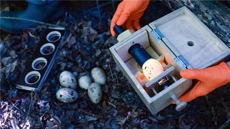 Beim Durchleuchten lässt sich erkennen, wie weit das Ei entwickelt ist.