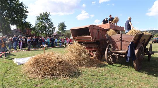 Eine historische Dreschmaschine im Einsatz.