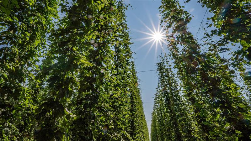 Bierdurst lässt nach - 1,4 Milliarden Liter weniger gebraut Beim Hopfen gibt es nach wie vor ein Überangebot. (Archivbild)