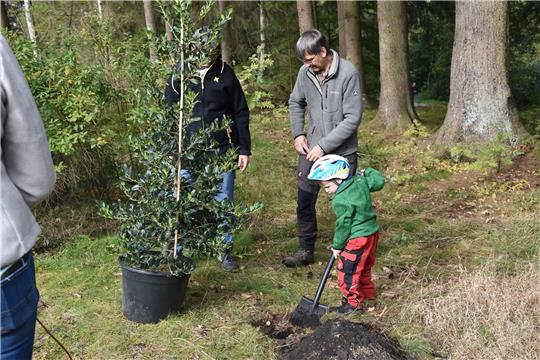 Beim Pflanzen des Ilex hilft auch der kleine Anton Kohlrusch mit, Enkel vom Förster Harald Laubner. Fotos: Breutel