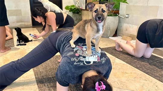 Beim Puppy Yoga springen die Welpen gerne auf den Rücken der Teilnehmer.