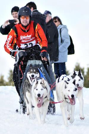 Niedliche Schlittenhunde rennen im Februar durch den Oberharz Beim Schlittenhunde-Adventure können die Besucher die niedlichen Tiere aus nächster Nähe bewundern.