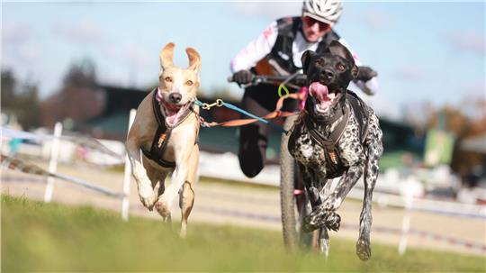 Beim Schlittenhunderennen Harzer Luchstrail in Bad Harzburg sind mehr als 200 Starter aus ganz Deutschland dabei.