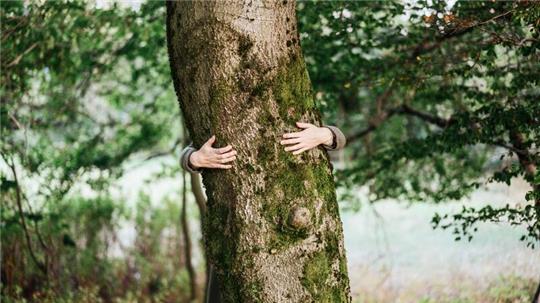 Eine Person steht hinter einem Baum und umarmt diesen.