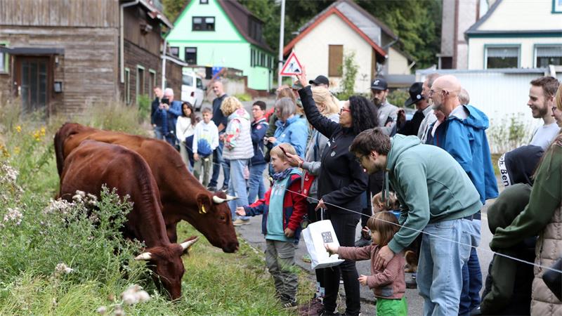 Erwachsene und Kinder begutachten Harzer Höhenvieh.