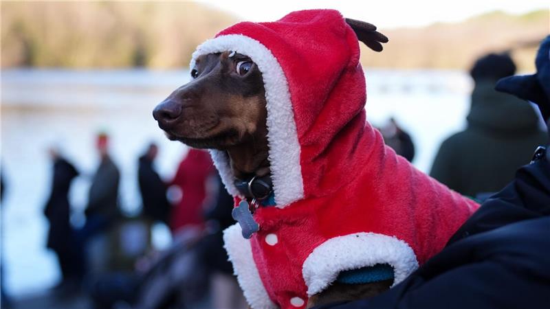 Beim Weihnachtsschwimmen nahe Birmingham schaute ein festlich gekleideter Dackel zu.
