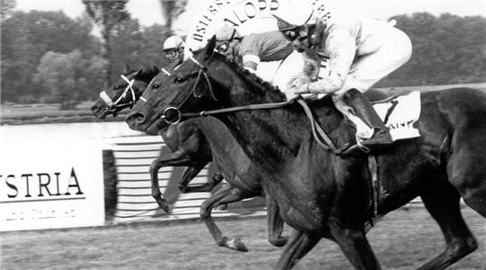 Beim Zieleinlauf im Wiener Derby 1989 liegt Bündheimer knapp vorn, in der Mitte Arakan und dahinter Tempeltanz.