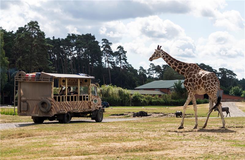 Airbus-Transport in Serengeti-Park abgelehnt Bekannt ist der Serengetipark für seine Bustouren durch verschiedene Gehege mit wilden Tieren. Foto: Serengetipark