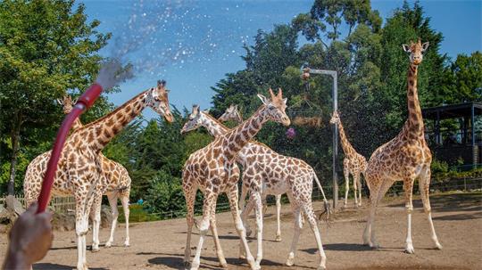Belfast Zoo: Wassernebel kühlt Giraffen bei Hitze