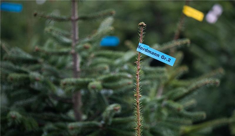 Diese Weihnachtsbäume duften besonders weihnachtlich Beliebtester Weihnachtsbaum: Rund 85 Prozent der Käuferinnen und Käufer entscheiden sich für die Nordmanntanne.