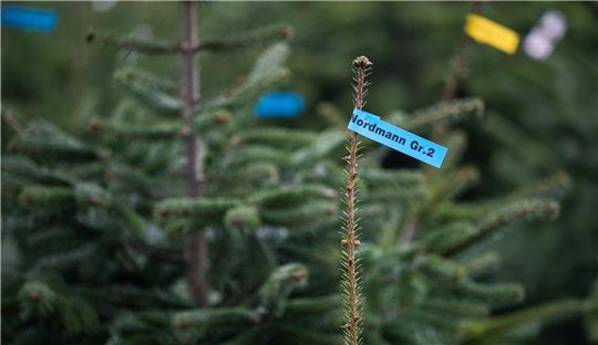 Beliebtester Weihnachtsbaum: Rund 85 Prozent der Käuferinnen und Käufer entscheiden sich für die Nordmanntanne.