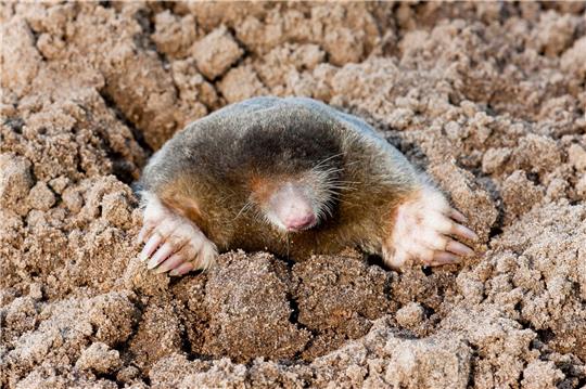 Beobachtungen von Maulwürfen und Igeln können vom 17. Mai bis zum 27. Mai über die Online-Plattform von Nabu-Naturgucker gemeldet werden.