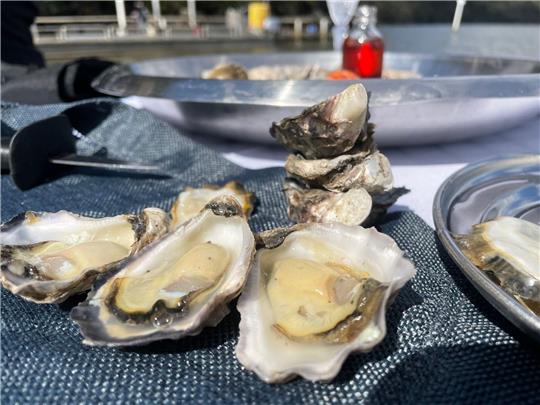 Bereit zum Verzehr - frische Sydney Rock Oysters.
