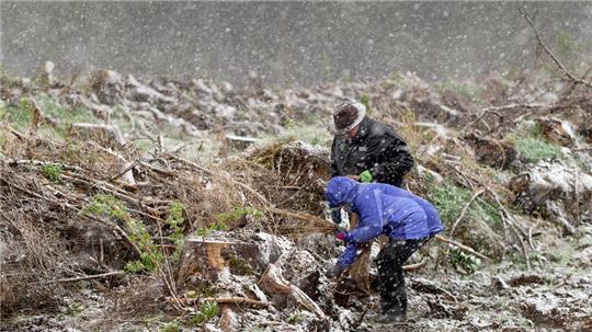 Bereits im April dieses Jahres pflanzen freiwillige Helfer im Rahmen der Aktion „heiermann4future“ 25.000 Bäume zwischen Braunlage und Elend. Auch Schneetreiben kann sie dabei nicht stören.