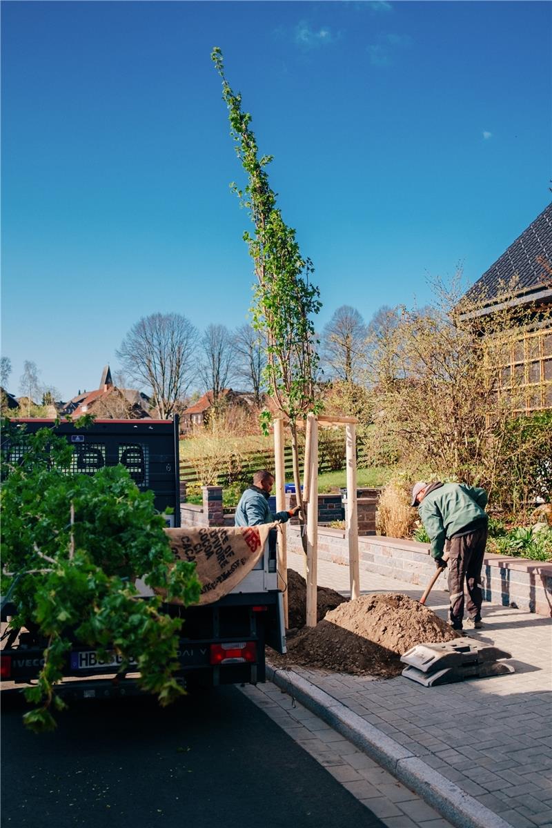 Braunlager Johann-Albrecht-Straße wird wieder eine Allee Bereits in der Herzog-Johann-Albrecht-Straße hat die Stadt vor einem Jahr hohe Bäume nachgepflanzt, um schnell einen Allee-Charakter zu schaffen. Foto: GZ-Archiv
