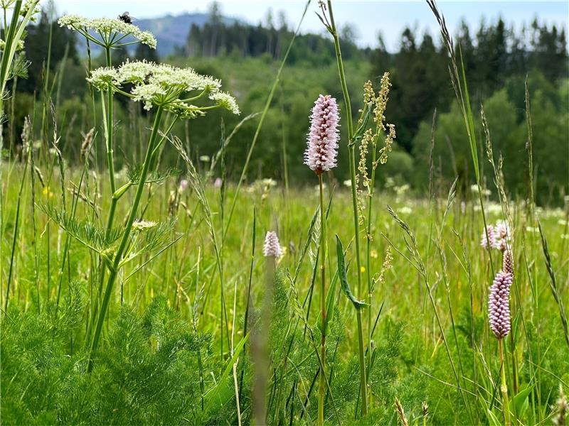 Bergwiese mit Wurmberg im Hintergrund: An diesem Weg vom Schmiedeberg hinab ins Bodetal bei Braunlage blühen derzeit die vielen Pflanzen. Foto: Eggers