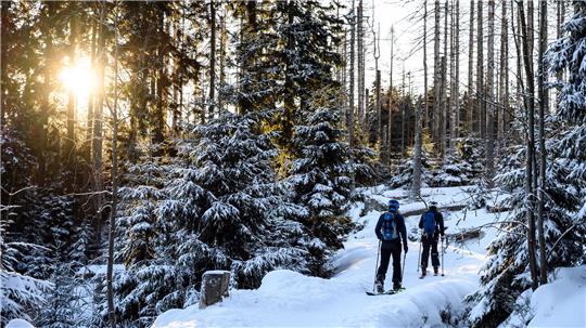 Besonders Schnee lockt Urlauber spontan in den Harz, etwa um mit Langlaufski im Sonnenaufgang den Goetheweg am Torfhausmoor zu bewandern.