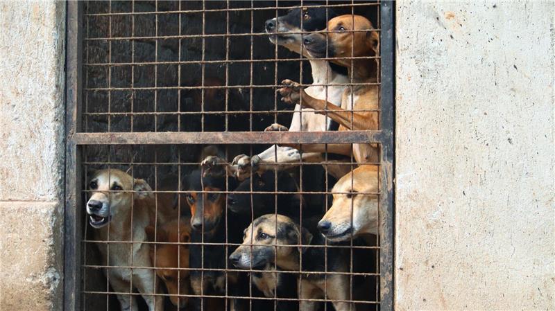 Tierquälerei für Klicks: Warum Gewaltvideos im Netz boomen Besonders in Uganda gab es zuletzt erschütternde Fake-Rescues.