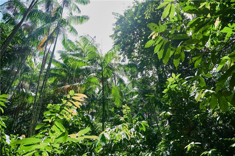 Besonders stark ist weiterhin der tropische Wald in Brasilien und betroffen.