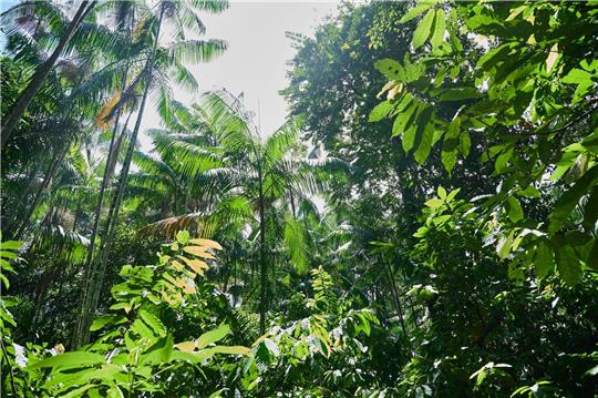 Besonders stark ist weiterhin der tropische Wald in Brasilien und betroffen.