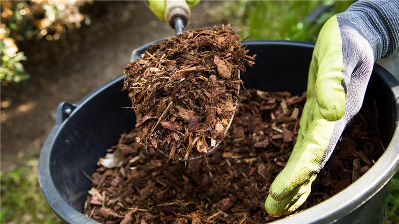 Besseres Wachstum, feuchter Boden, weniger Unkraut: Die Erde mit Mulchmaterial abzudecken, hat viele Vorteile.