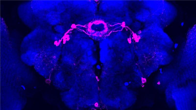 Ticken wir wie Fruchtfliegen? Im Schlaf vielleicht schon Bestimmte Hirnareale einer Taufliege wurden pink eingefärbt. In diesen Zonen werden visuelle Reize im Schlaf herausgefiltert, starke Reize kommen jedoch im Gehirn an.