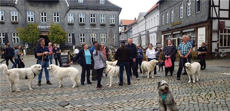 Klub für ungarische Hirtenhunde feiert 100. Geburtstag Besuch in Goslar. Vier- und Zweibeiner genießen den Marktplatz und nehmen an einer Stadtführung teil. Fotos: Hohaus