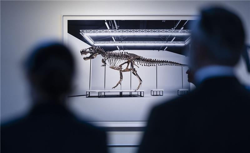 Ersteigertes T.-rex-Skelett soll nach Antwerpen gehen Besucher betrachten das Skelett eines Tyrannosaurus rex bei einer Auktion in der Schweiz.