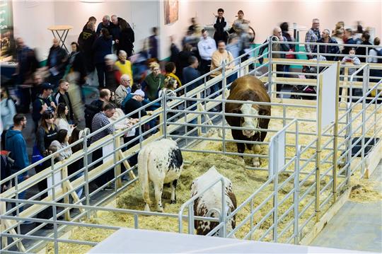 Besucher gehen am letzten Tag der Internationalen Grünen Woche durch die Tierhalle.